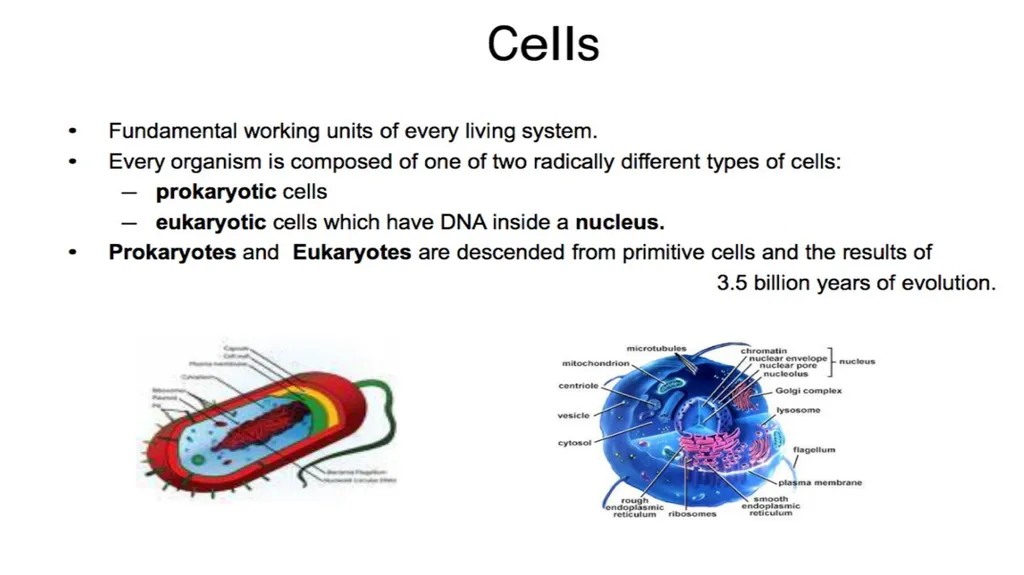 Molecular Biology Biomedical Third Year Students - slide 12 of 23