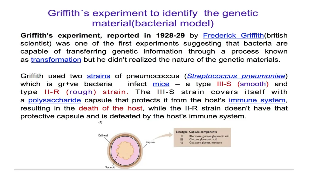 Molecular Biology Biomedical Third Year Students - slide 14 of 23