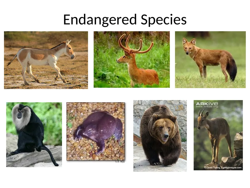 Biodiversity There are over 130000 endangered - slide 4 of 13