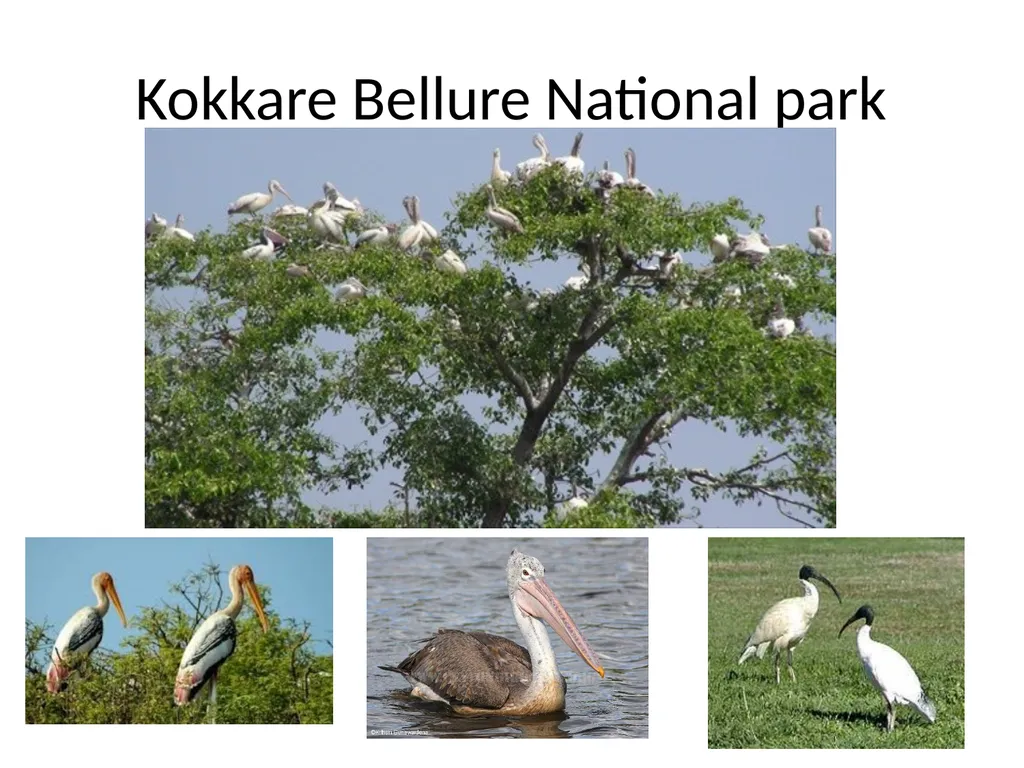 Biodiversity There are over 130000 endangered - slide 6 of 13