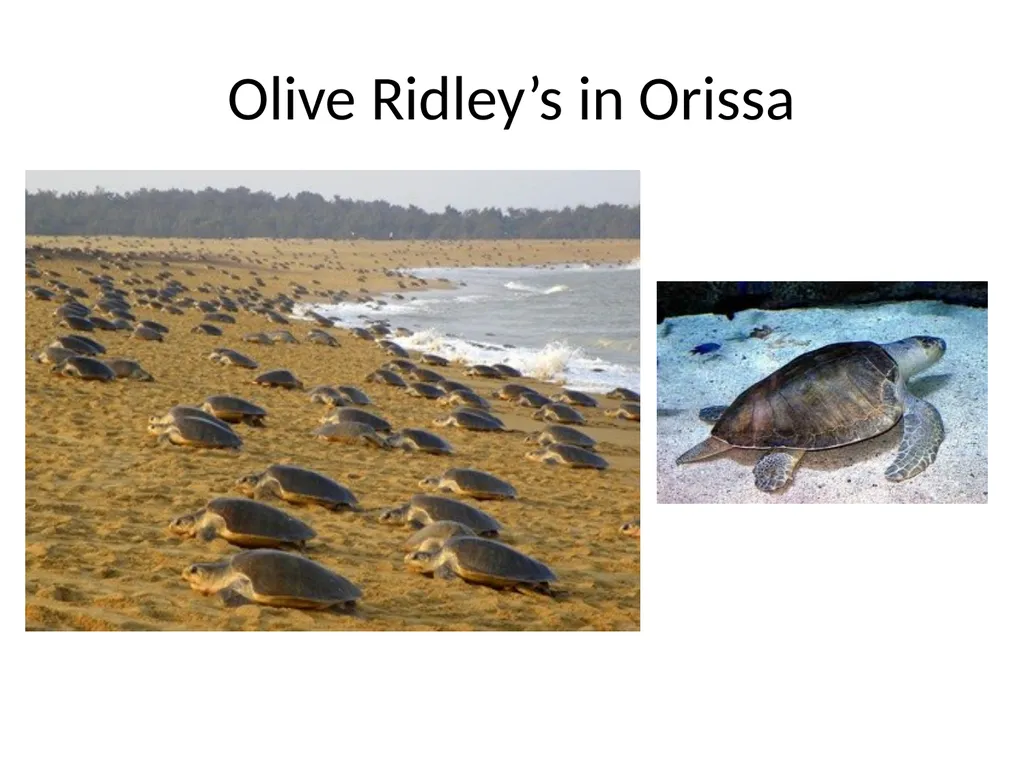 Biodiversity There are over 130000 endangered - slide 5 of 13