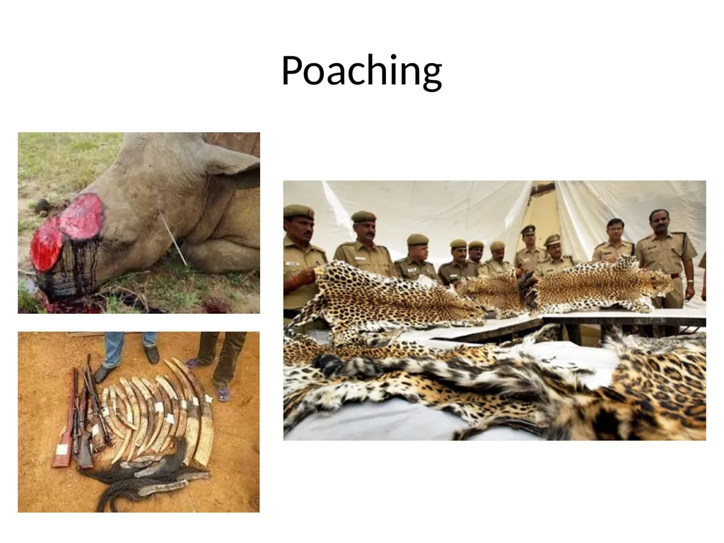Biodiversity There are over 130000 endangered - slide 10 of 13