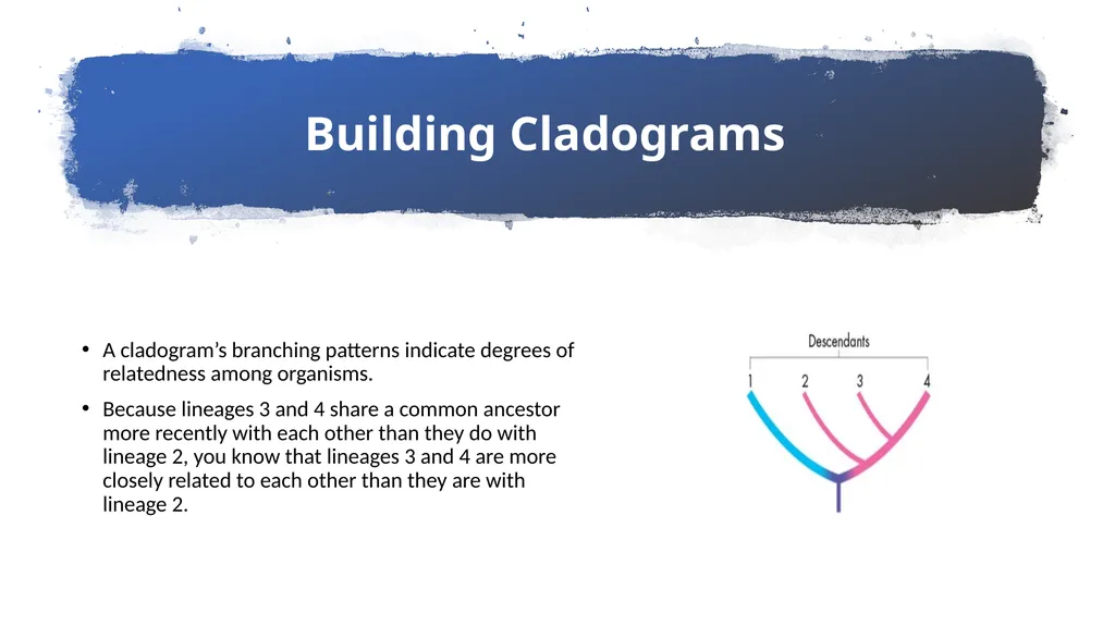 Chapter 19 – Biodiversity and Classification What - slide 19 of 23
