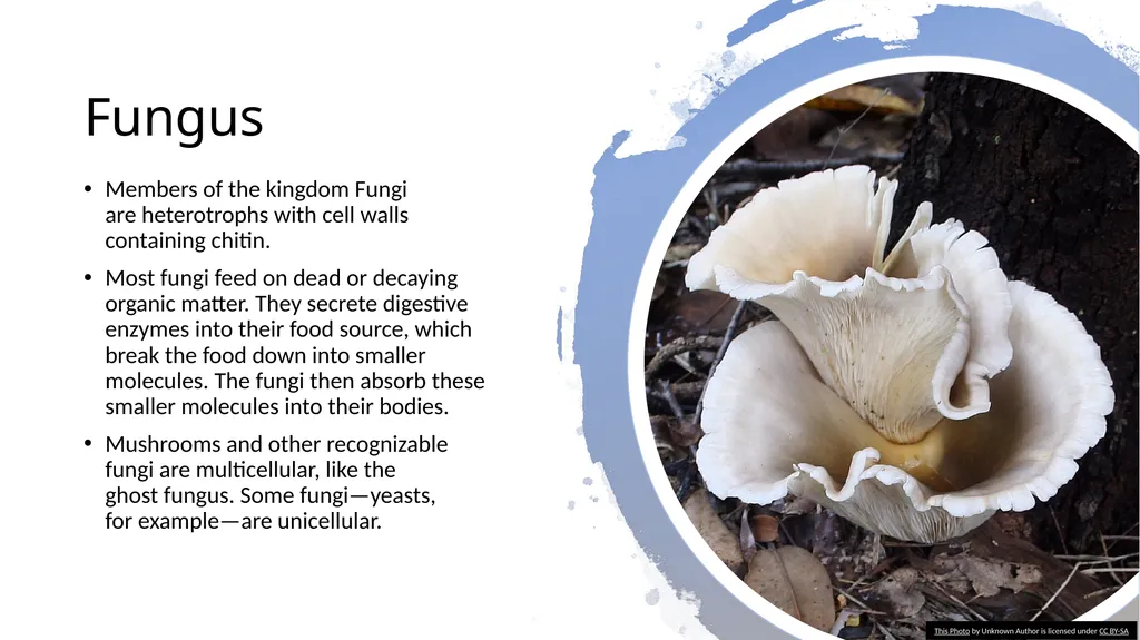 Chapter 19 – Biodiversity and Classification What - slide 15 of 23