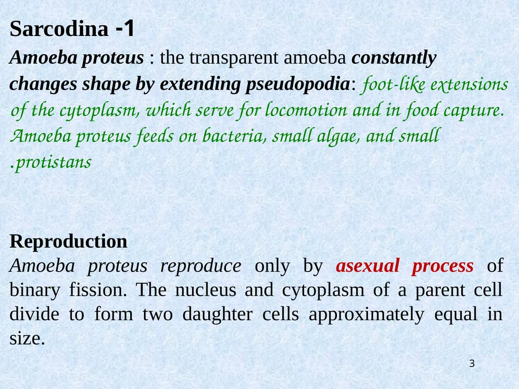 Kingdom: Protista Protists are unicellular - slide 3 of 8
