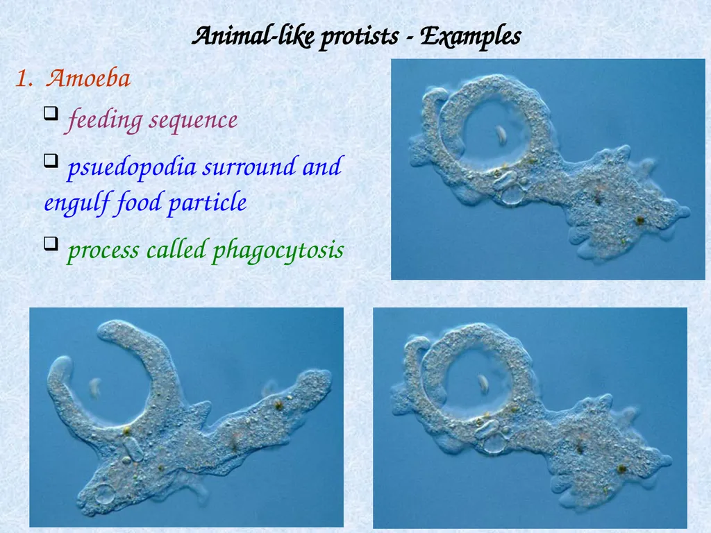 Kingdom: Protista Protists are unicellular - slide 4 of 8