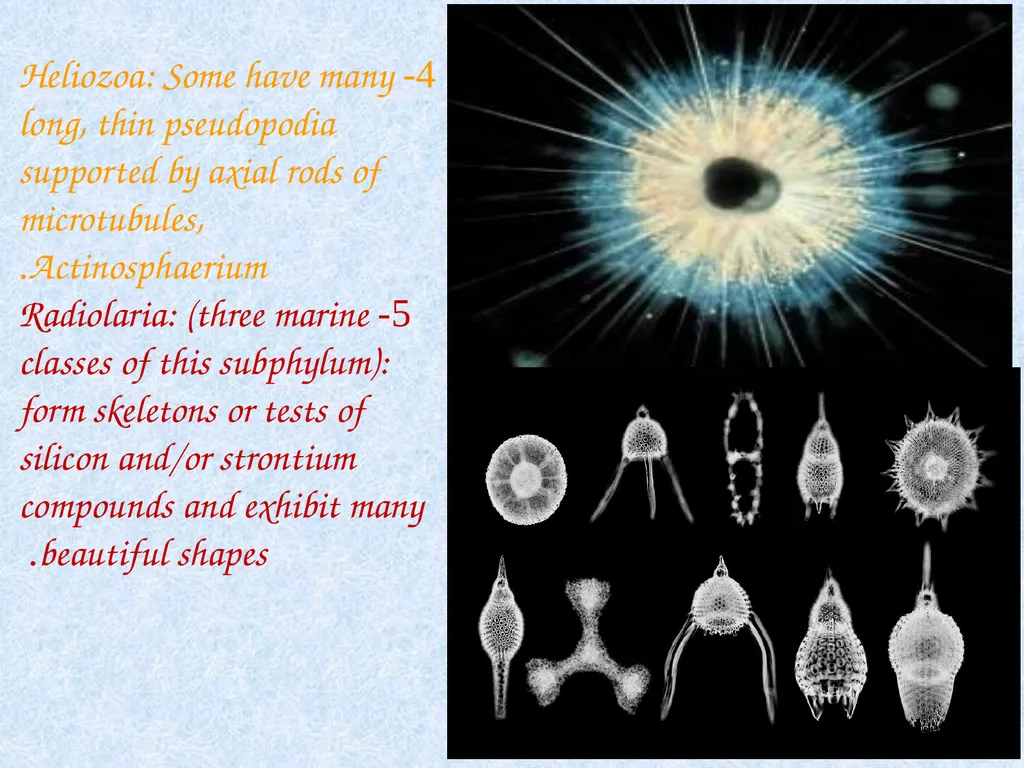Kingdom: Protista Protists are unicellular - slide 7 of 8