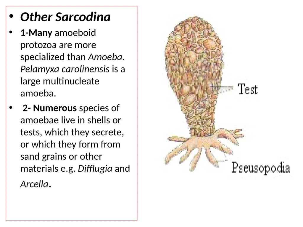 Kingdom: Protista Protists are unicellular - slide 5 of 8