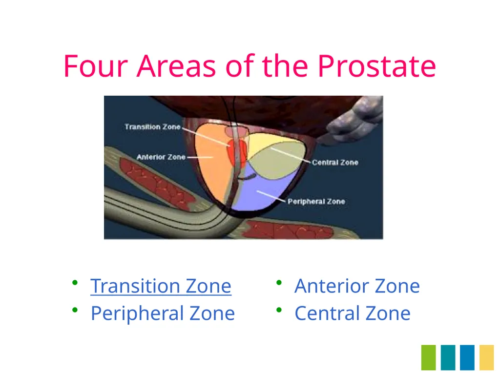 Benign Prostatic Hyperplasia The Prostate Gland - slide 3 of 37