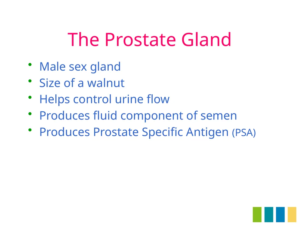 Benign Prostatic Hyperplasia The Prostate Gland - slide 2 of 37