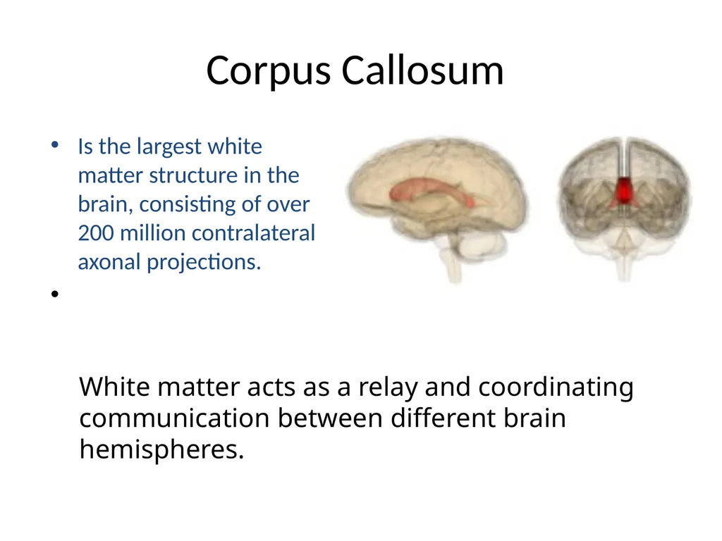 Neuro-Exploration: Why MI works in resolving - slide 15 of 47