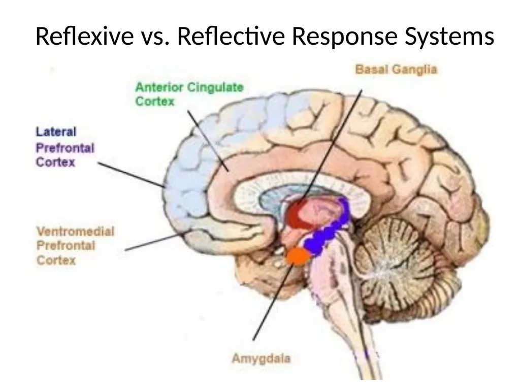 Neuro-Exploration: Why MI works in resolving - slide 29 of 47