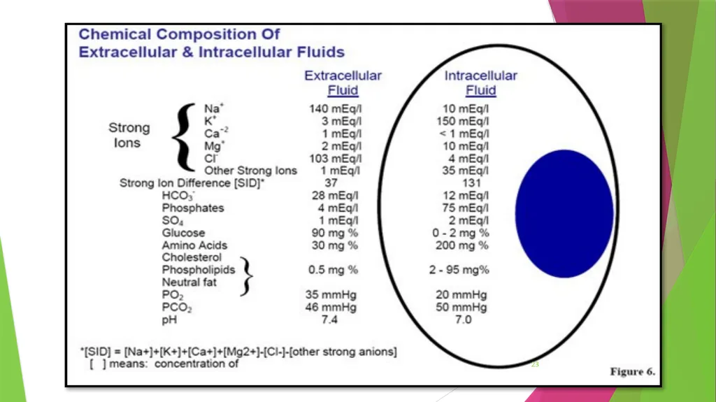 Physiology The Body as an Organized "Solution” - slide 23 of 45
