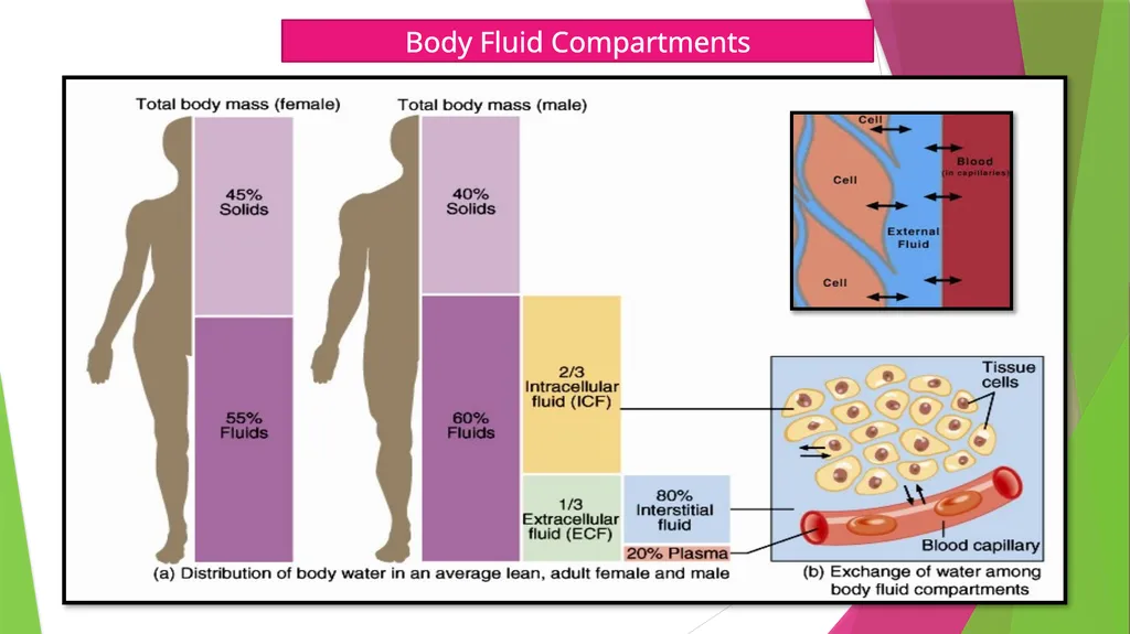 Physiology The Body as an Organized "Solution” - slide 7 of 45