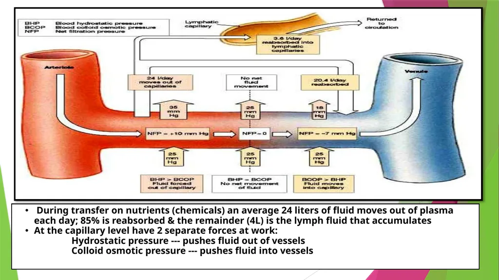 Physiology The Body as an Organized "Solution” - slide 10 of 45