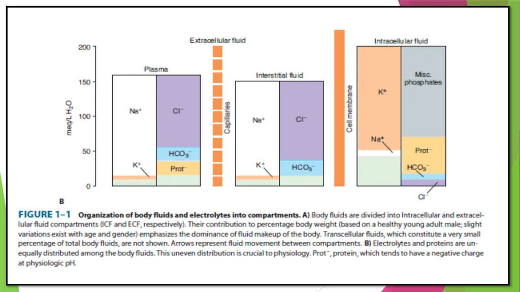 Physiology The Body as an Organized "Solution” - slide 22 of 45