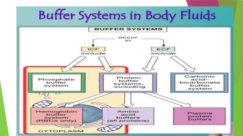 Physiology The Body as an Organized "Solution” - slide 35 of 45