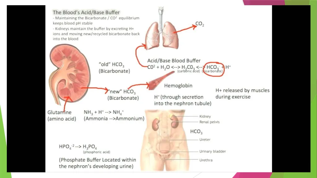 Physiology The Body as an Organized "Solution” - slide 36 of 45