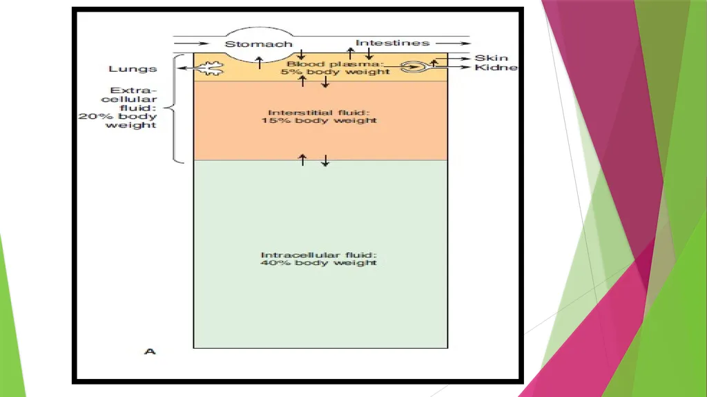 Physiology The Body as an Organized "Solution” - slide 8 of 45