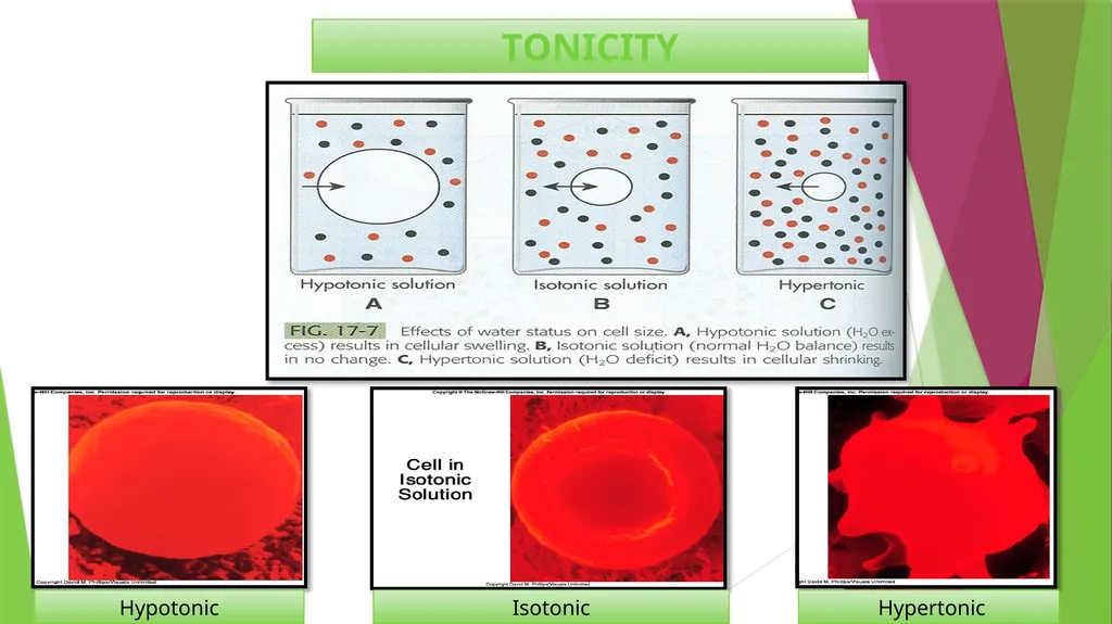 Physiology The Body as an Organized "Solution” - slide 44 of 45