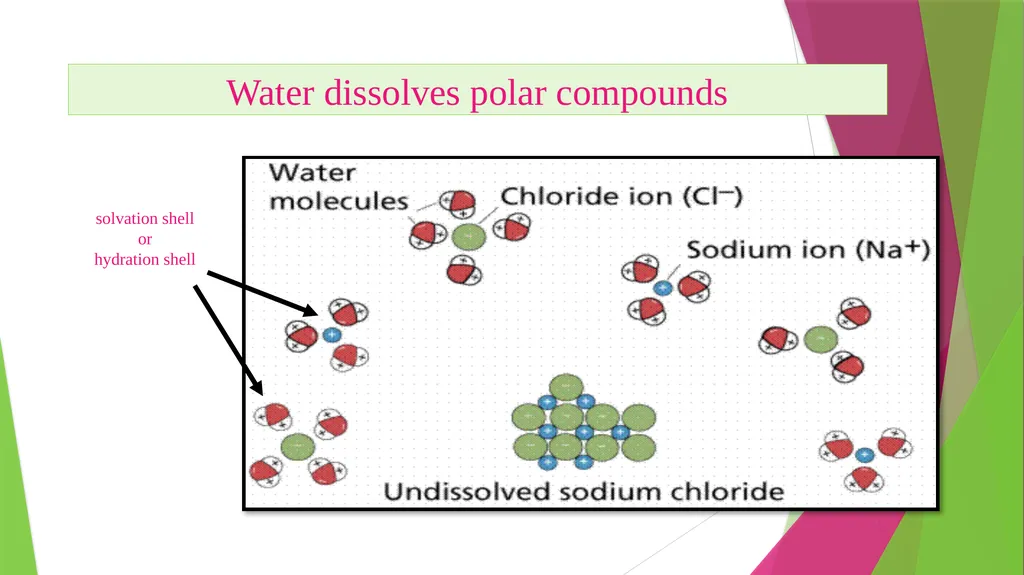 Physiology The Body as an Organized "Solution” - slide 16 of 45