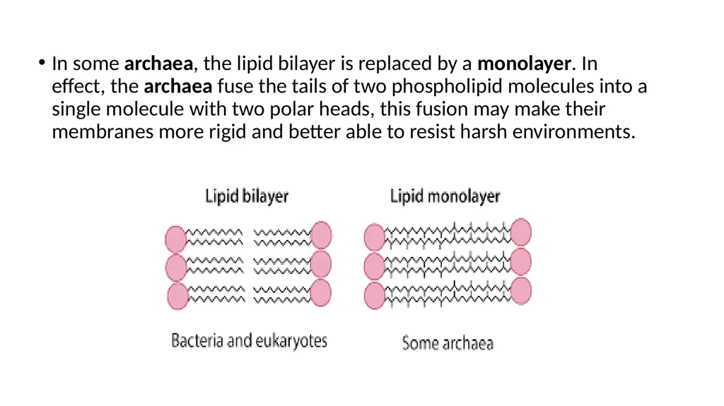 Archeal cell membrane Characteristics Chirality of - slide 6 of 6