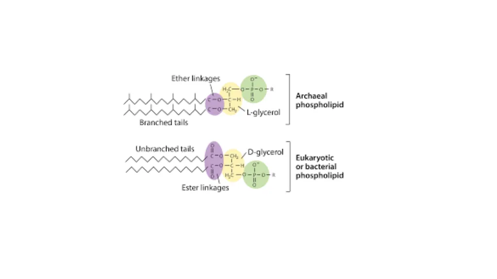 Archeal cell membrane Characteristics Chirality of - slide 5 of 6