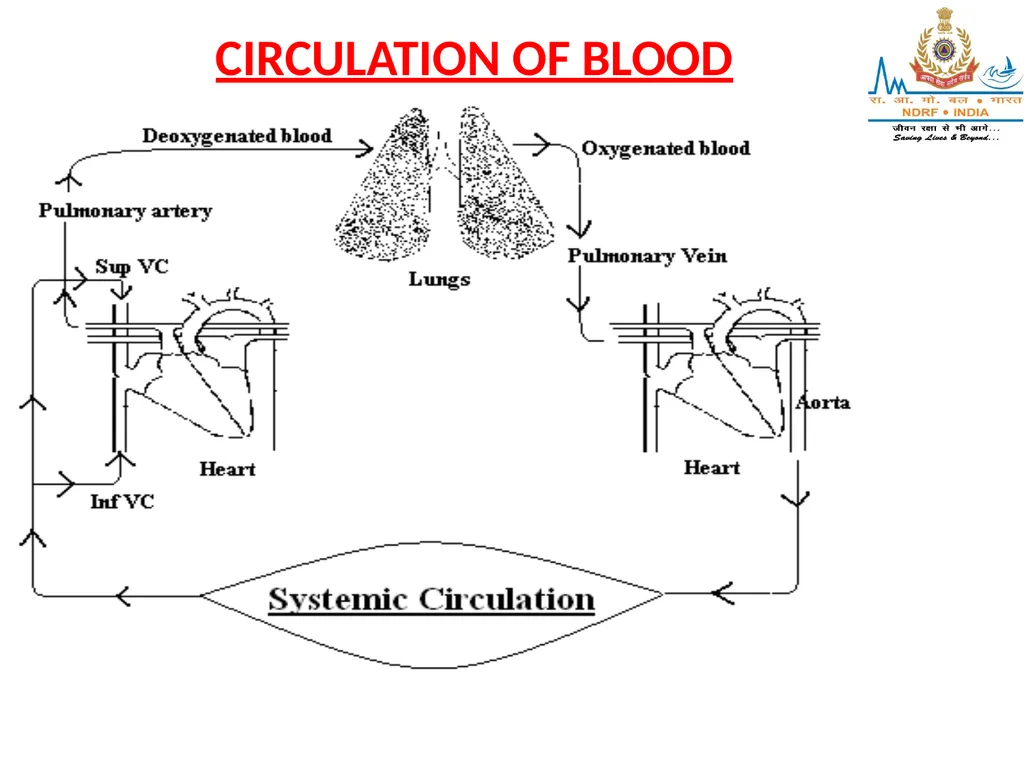 CIRCULATORY SYSTEM LESSON -4A BY OMKAR YADAV - slide 53 of 70