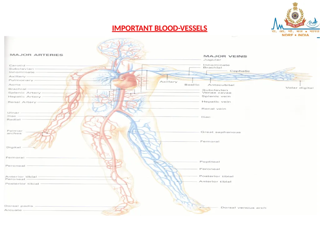 CIRCULATORY SYSTEM LESSON -4A BY OMKAR YADAV - slide 62 of 70