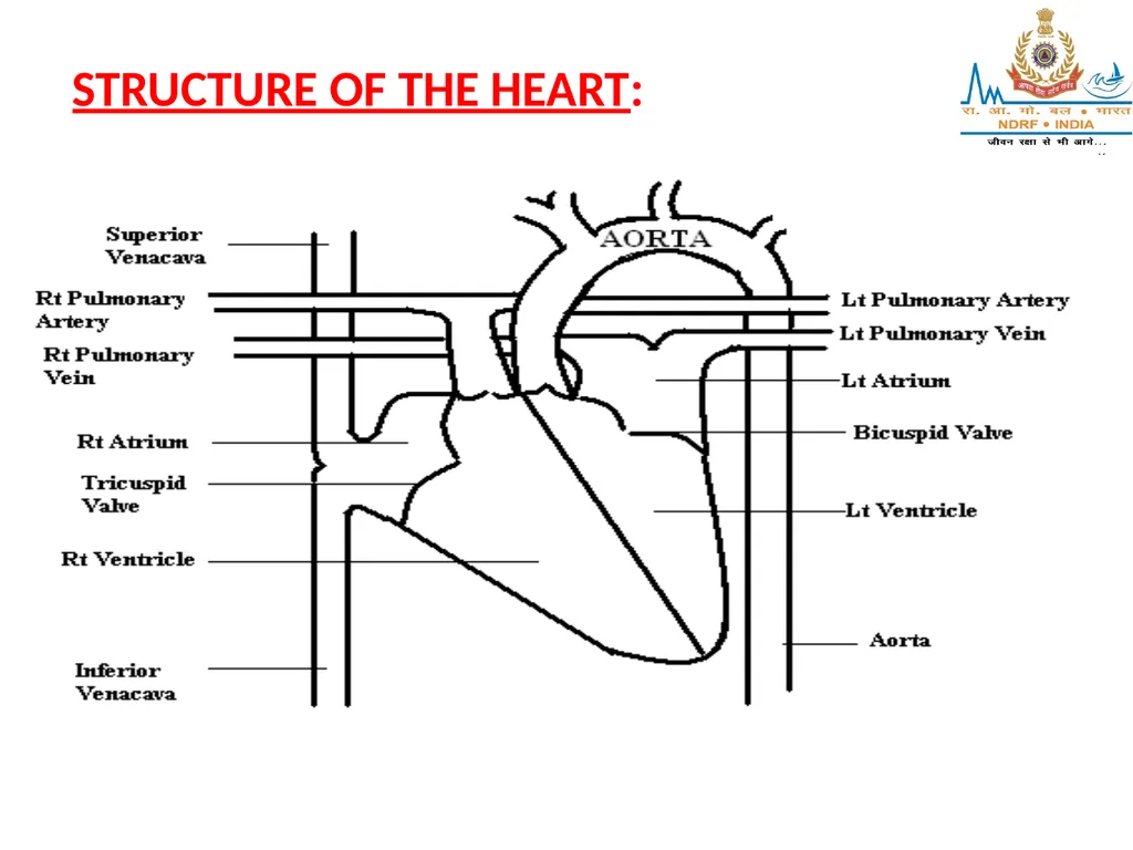 CIRCULATORY SYSTEM LESSON -4A BY OMKAR YADAV - slide 40 of 70