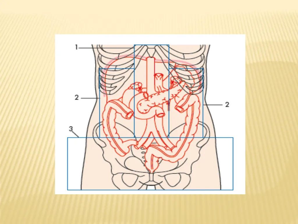 Trauma BY Dr ALI ADIL TRAUMA Trauma is the study - slide 29 of 53