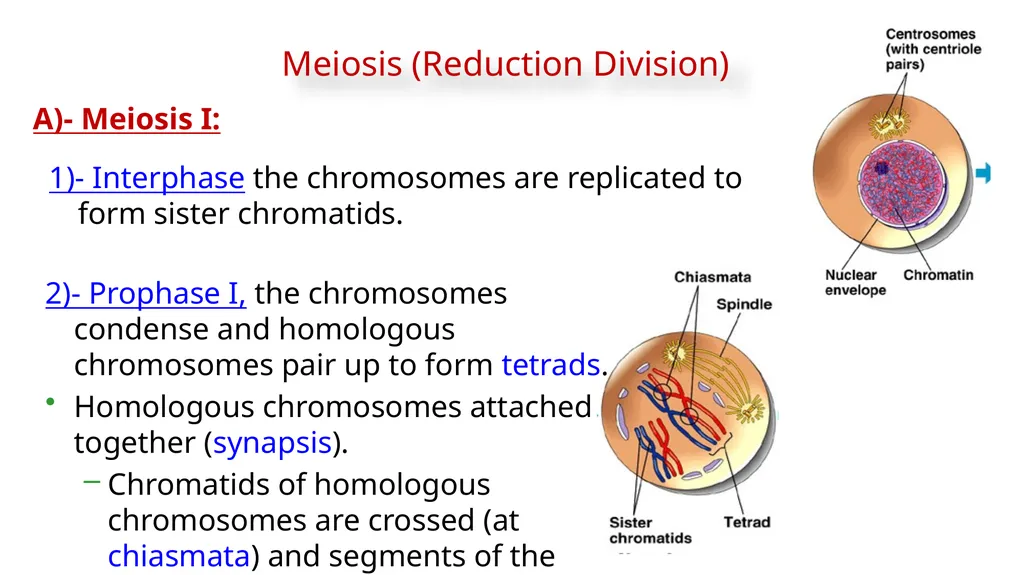 LECTURE (3) Fertilization and Meiosis Lecture - slide 10 of 17