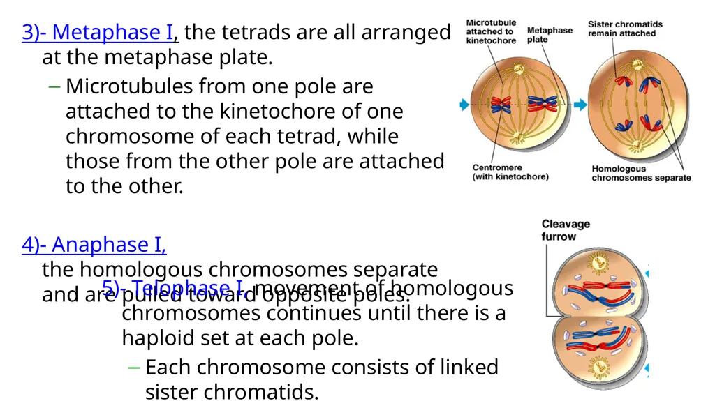 LECTURE (3) Fertilization and Meiosis Lecture - slide 11 of 17