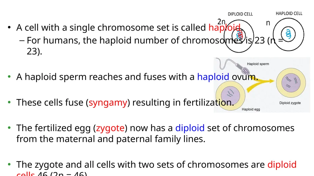 LECTURE (3) Fertilization and Meiosis Lecture - slide 7 of 17