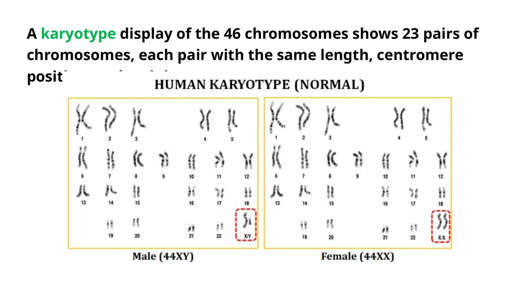 LECTURE (3) Fertilization and Meiosis Lecture - slide 4 of 17