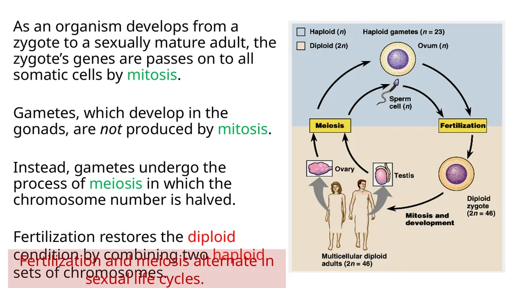 LECTURE (3) Fertilization and Meiosis Lecture - slide 8 of 17