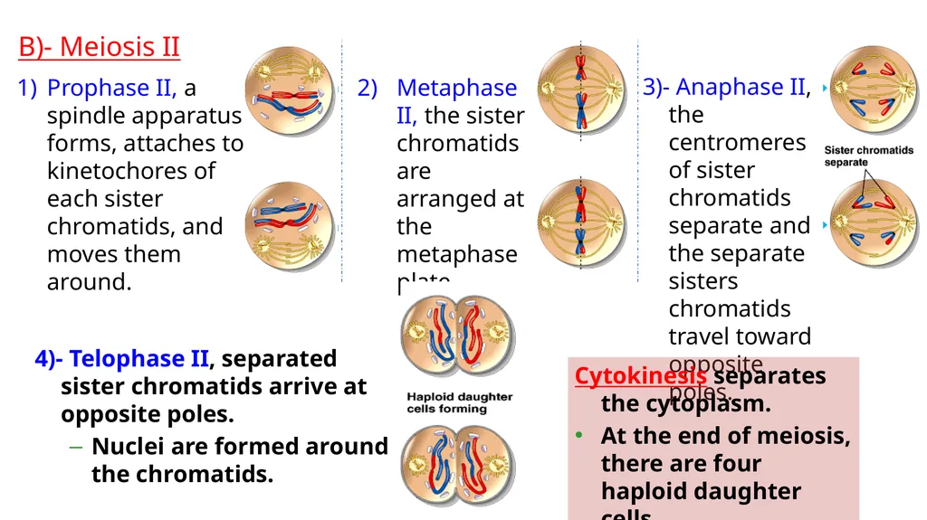 LECTURE (3) Fertilization and Meiosis Lecture - slide 13 of 17