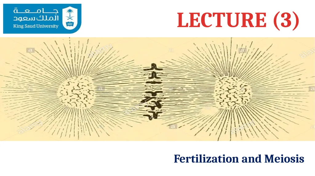LECTURE (3) Fertilization and Meiosis Lecture - slide 1 of 17