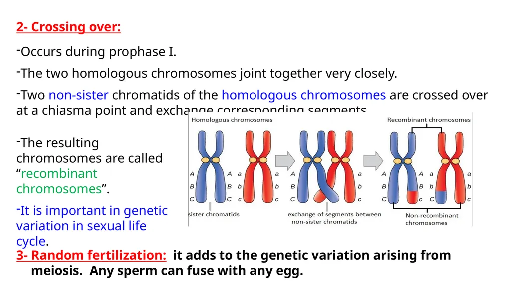 LECTURE (3) Fertilization and Meiosis Lecture - slide 16 of 17
