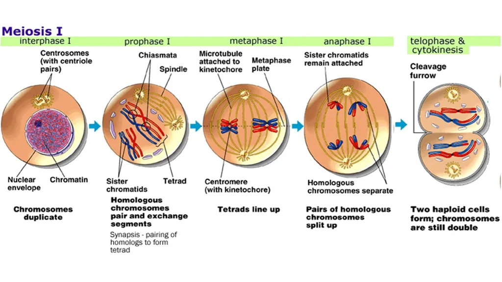 LECTURE (3) Fertilization and Meiosis Lecture - slide 12 of 17