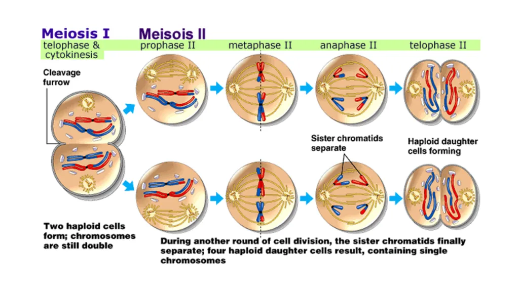 LECTURE (3) Fertilization and Meiosis Lecture - slide 14 of 17
