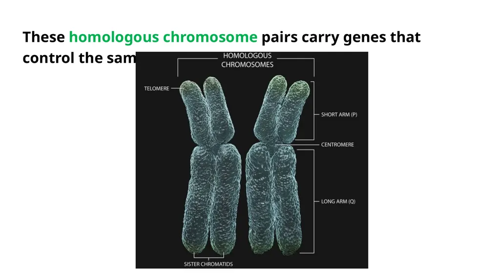 LECTURE (3) Fertilization and Meiosis Lecture - slide 5 of 17