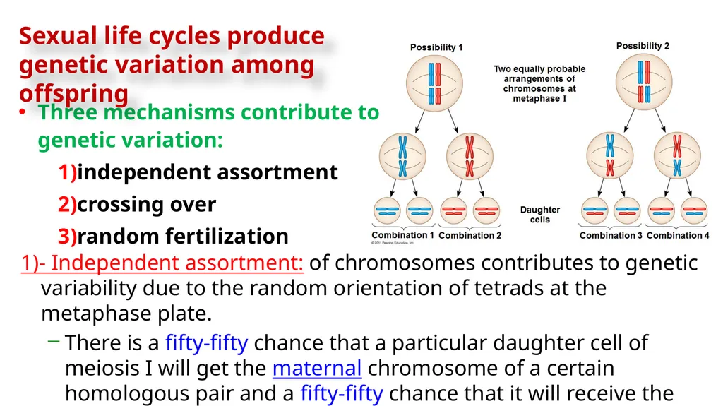 LECTURE (3) Fertilization and Meiosis Lecture - slide 15 of 17
