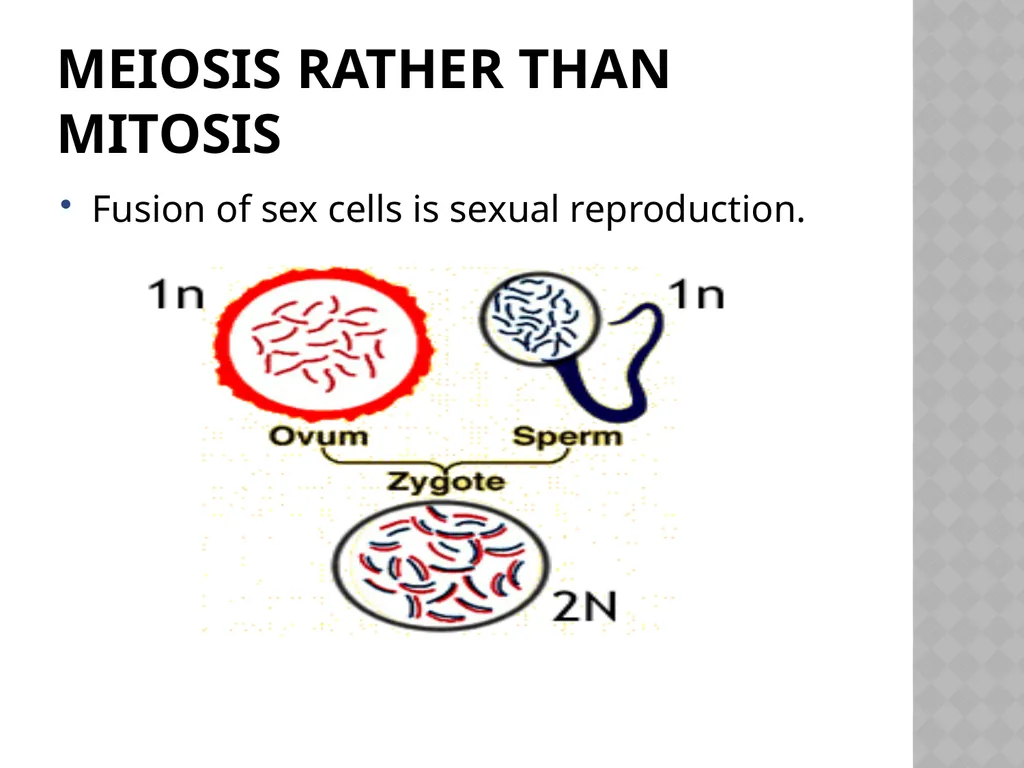 Biology Chapter 7 Cellular Reproduction 7.1 - slide 28 of 34
