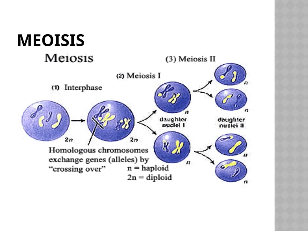 Biology Chapter 7 Cellular Reproduction 7.1 - slide 31 of 34