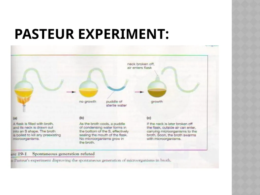 Biology Chapter 7 Cellular Reproduction 7.1 - slide 6 of 34