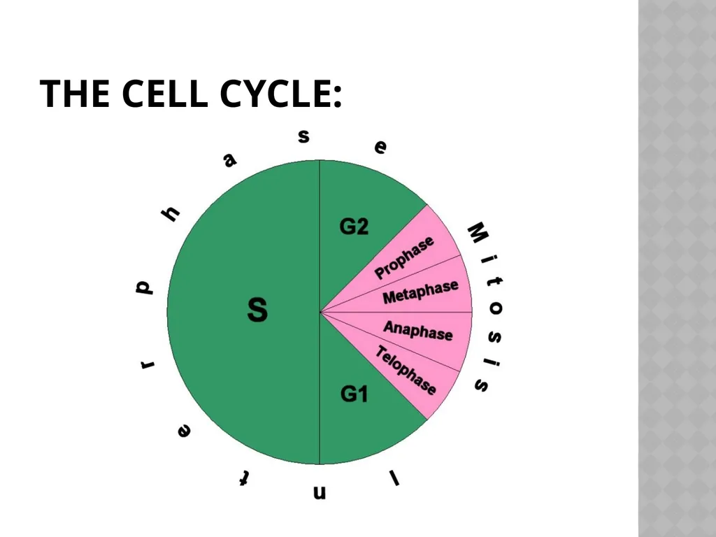Biology Chapter 7 Cellular Reproduction 7.1 - slide 10 of 34