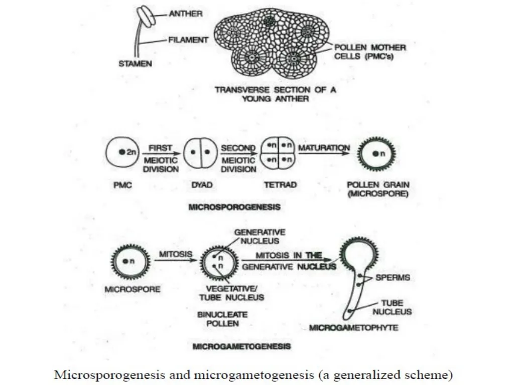 Sporogenesis: Microsporogenesis and - slide 10 of 10