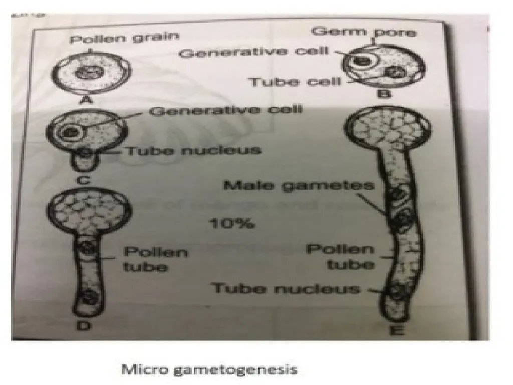 Sporogenesis: Microsporogenesis and - slide 9 of 10