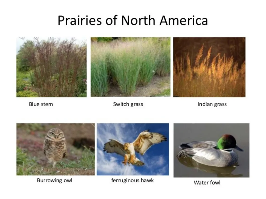 Ppt for Geography Hons,part - slide 5 of 11